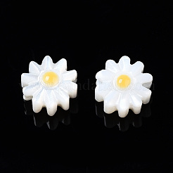 Natural Freshwater Shell Beads&nbsp;SHEL-N003-20A-01