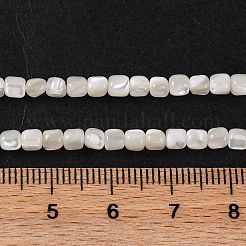 Natural Trochus Shell Beads Strands&nbsp;BSHE-S304-09B