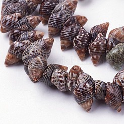Natural Spiral Shell Beads Strands&nbsp;X-BSHE-L036-31