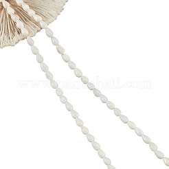 2 Strands Natural Freshwater Shell Beads Strands&nbsp;SSHEL-NB0001-38