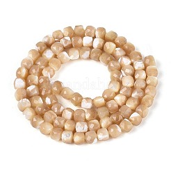 Natural Trochid Shell/Trochus Shell Beads Strands&nbsp;BSHE-T014-53