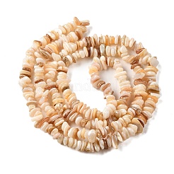 Natural Shell Beads Strands&nbsp;BSHE-G029-01B