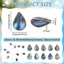 1 Strand Natural Abalone Shell/Paua Shell Beads Strands&nbsp;SSHEL-BC0001-33