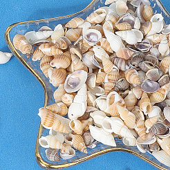 150G 5 Styles Natural Mixed Shell Beads&nbsp;SSHEL-SC0001-51