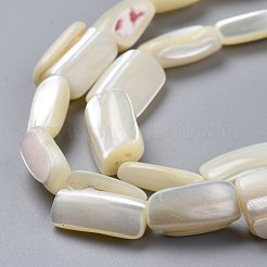 Natural Shell Beads Strands&nbsp;SSHEL-K026-01