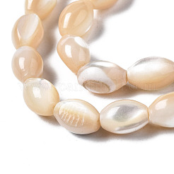 Natural Trochid Shell/Trochus Shell Beads Strands&nbsp;SSHEL-S266-021B-02